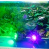 LED車床機臺工作燈潛艇人倉船用防爆燈防水誘魚燈=Bowtech室內燈