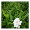 杜鵑花多少錢(qián)一株 綠化施工用小苗 苗子長(zhǎng)勢(shì)優(yōu)良