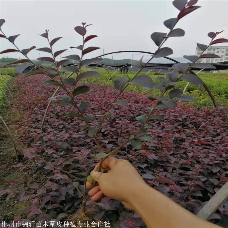 杜鵑花多少錢一株綠化施工用小苗 苗子長勢優良