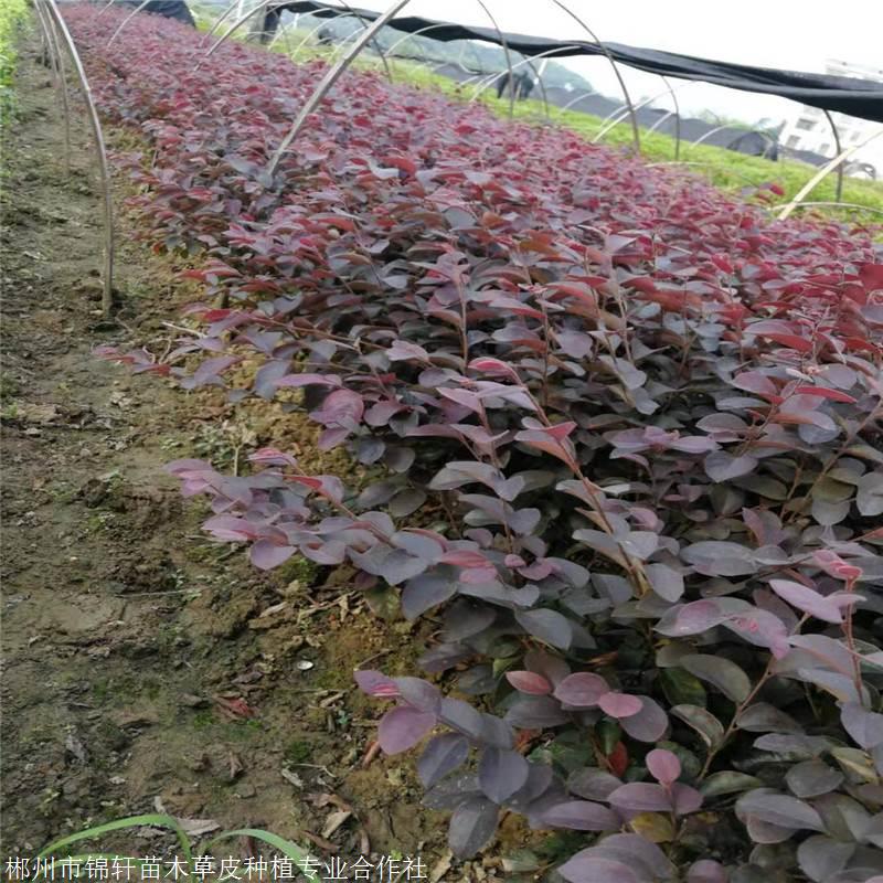 杜鵑花多少錢一株綠化施工用小苗 苗子長勢優良