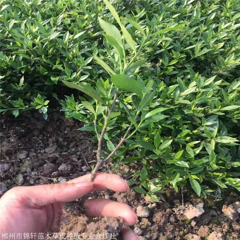 毛杜鵑價格綠化施工用小苗 苗子長勢優良