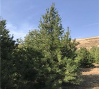 西安精品白皮松苗圃_5米6米苗圃貨源_宏遠白皮松苗木 (3)