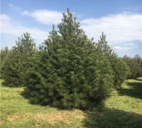 3.5米白皮松_宏遠白皮松_綠化植物白皮松_種植貨源 (3)