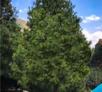 宏遠白皮松_6米白皮松_白皮松價格_定植苗基地 (3)