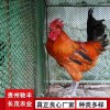 土雞