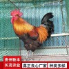 土雞土雞苗批發(fā) 貴州哪里有土雞苗