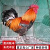 土雞