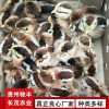 土雞苗哪里有雞苗批發 土雞苗批發