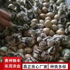 土雞苗