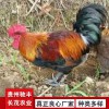 養(yǎng)雞場養(yǎng)殖場孵化場土雞