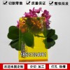 彩色亞克力板定制透明有機(jī)玻璃板加工熒光黃色有機(jī)塑料板材切割做廣告板定做