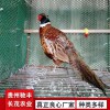 野雞珍禽和家禽養殖養殖基地品種多樣