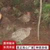野雞珍禽和家禽養殖養殖基地品種多樣獨特養殖方案