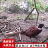 野雞珍禽和家禽養殖養殖基地品種多樣獨特養殖方案