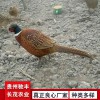 野雞珍禽和家禽養殖養殖基地哪里有雞苗批發