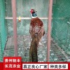 野雞珍禽和家禽養殖養殖基地哪里有雞苗批發
