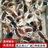 野雞珍禽和家禽養殖養殖基地哪里有雞苗批發