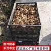 野雞珍禽和家禽養殖養殖基地哪里有雞苗批發