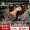 野雞珍禽和家禽養殖養殖基地哪里有雞苗批發