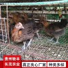 野雞珍禽和家禽養殖養殖基地哪里有雞苗批發
