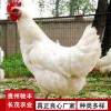 蛋雞珍禽和家禽養殖養殖基地哪里有雞苗批發