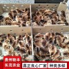 毛血土雞珍禽和家禽養殖養殖基地哪里有雞苗批發