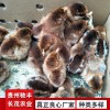 毛血土雞珍禽和家禽養殖養殖基地哪里有雞苗批發