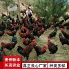 毛血土雞珍禽和家禽養殖養殖基地哪里有雞苗批發