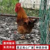 黃埔肉雞珍禽和家禽養殖養殖基地哪里有雞苗批發