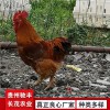 黃埔肉雞珍禽和家禽養殖養殖基地哪里有雞苗批發