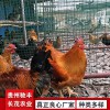 黃埔肉雞珍禽和家禽養殖養殖基地哪里有雞苗批發