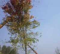 美國紅楓 (27)