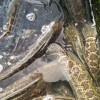 廠家直銷魚苗成品魚漁場現貨批發