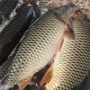 迪慶鯉魚批發漁場現貨免費送貨上門