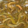 云南魚苗成品魚漁場現貨批發