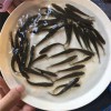 養殖場批發魚苗成品魚漁場現貨批發