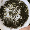 廠家直銷魚苗批發漁場現貨送貨上門