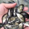 養殖場批發淡水魚苗批發漁場現貨送貨上門