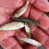 昆明育苗基地漁場現貨送貨上門