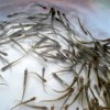 養殖場批發魚苗價格漁場現貨送貨上門