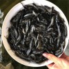 德宏淡水魚苗批發漁場培育成活率高