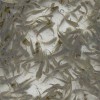 迪慶淡水魚苗批發漁場培育成活率高