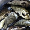 大理成品魚供應漁場現貨免費送貨上門