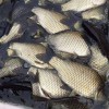 昆明鯉魚批發漁場現貨免費送貨上門