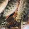 怒江成品魚漁場現貨免費送貨上門