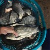 紅河成品魚漁場現貨免費送貨上門