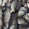 臨滄淡水魚批發漁場現貨免費送貨上門