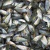 文山成品魚漁場現貨免費送貨上門