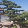 造型古松 迎八方 綠化松樹 古松批發