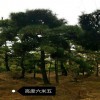 造型黑松價格 基地直銷